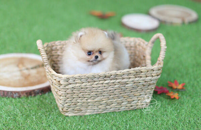 Kai-Pomeranian M.