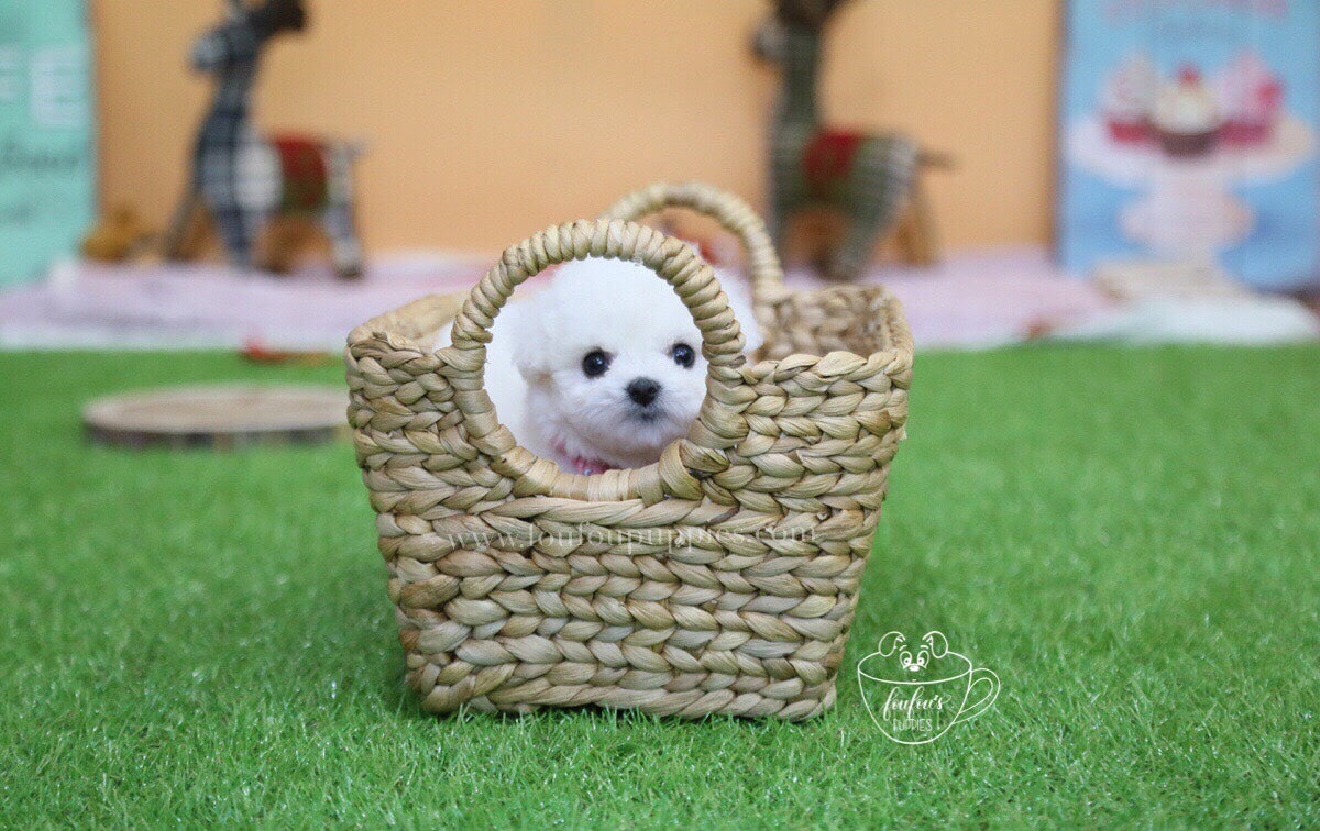 Abby-Bichon M.