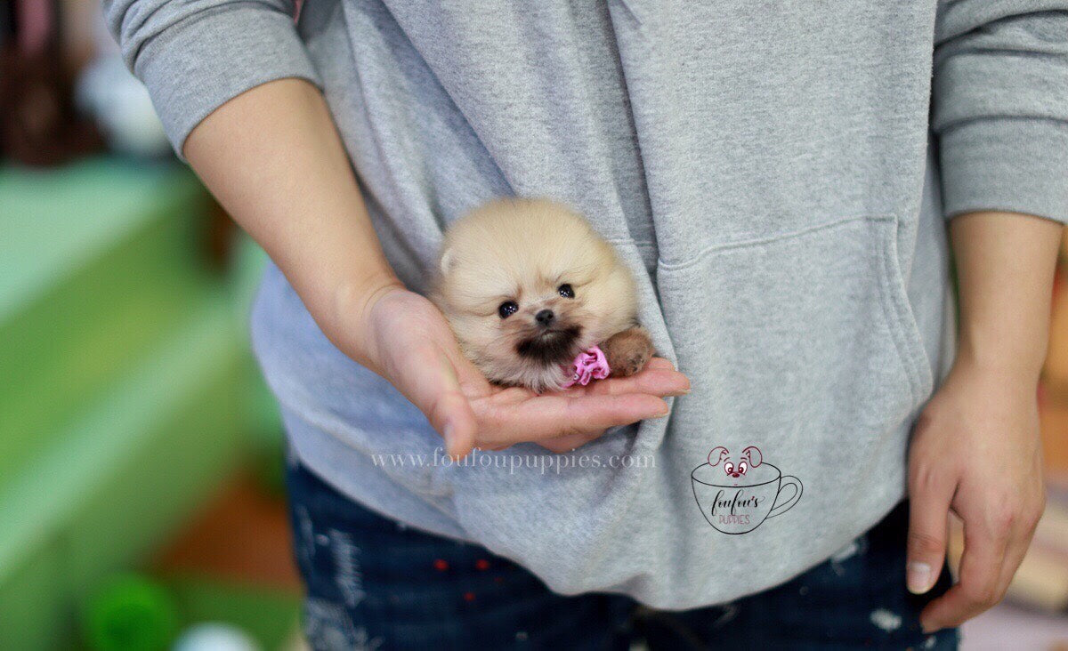 Creme Caramel-Pomeranian M.