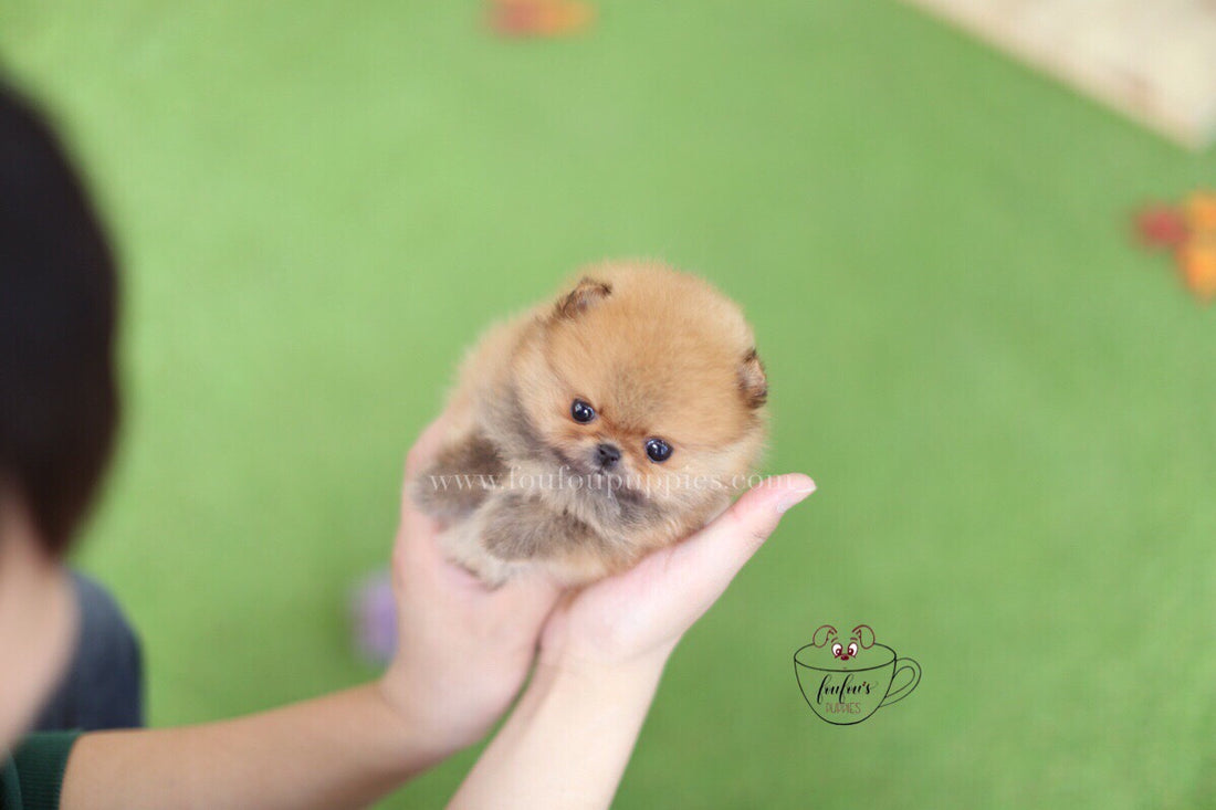 Boo-Pomeranian M.