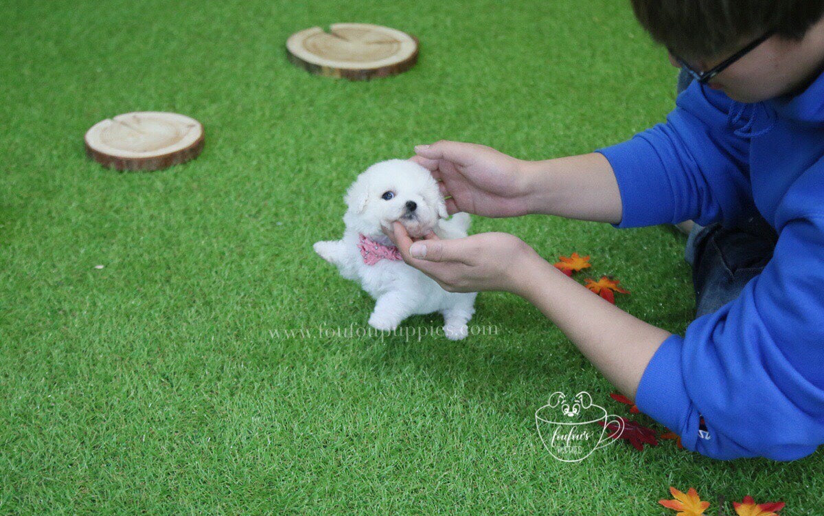 Abby-Bichon M.