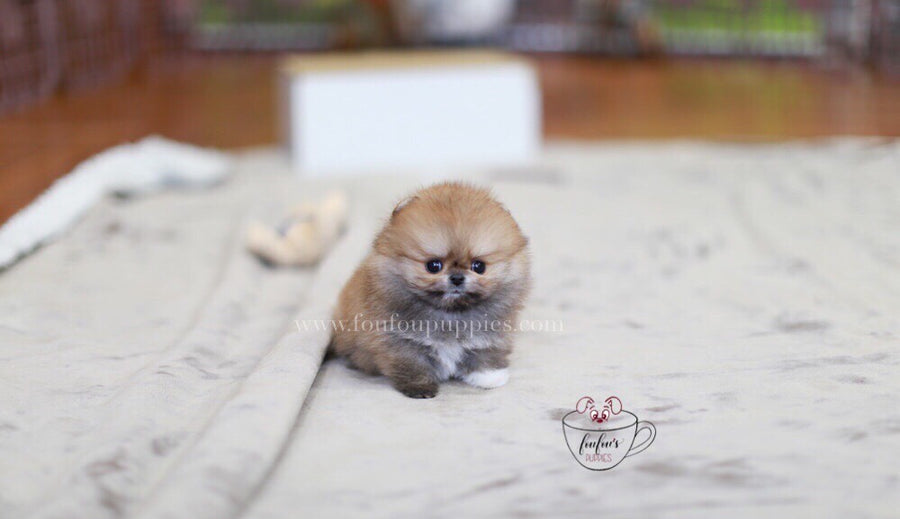 Henesscy-Pomeranian F.
