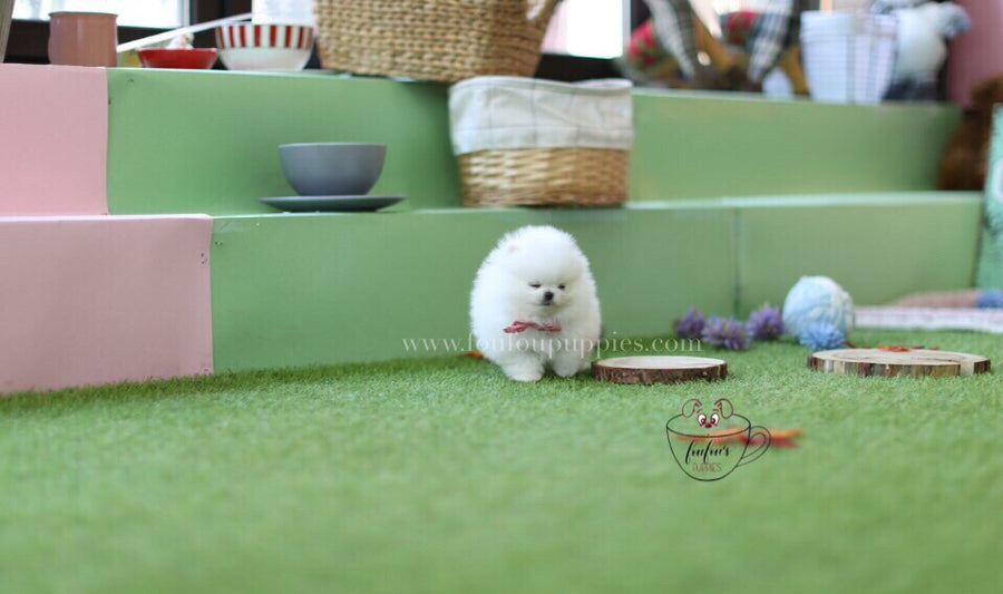 Cuddles-Pomeranian M.