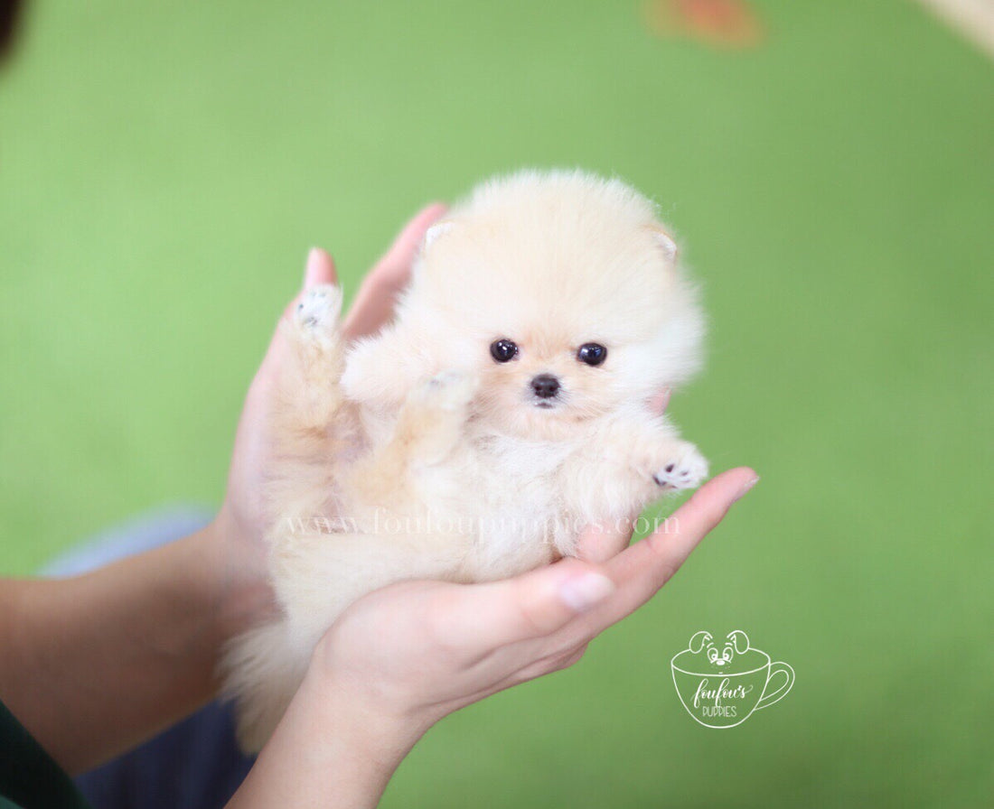 Hermes-Pomeranian M.