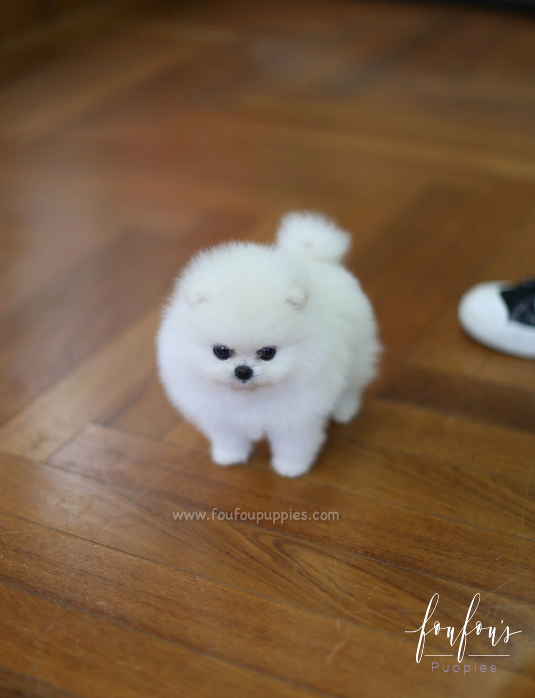 Cotton - Pomeranian F.