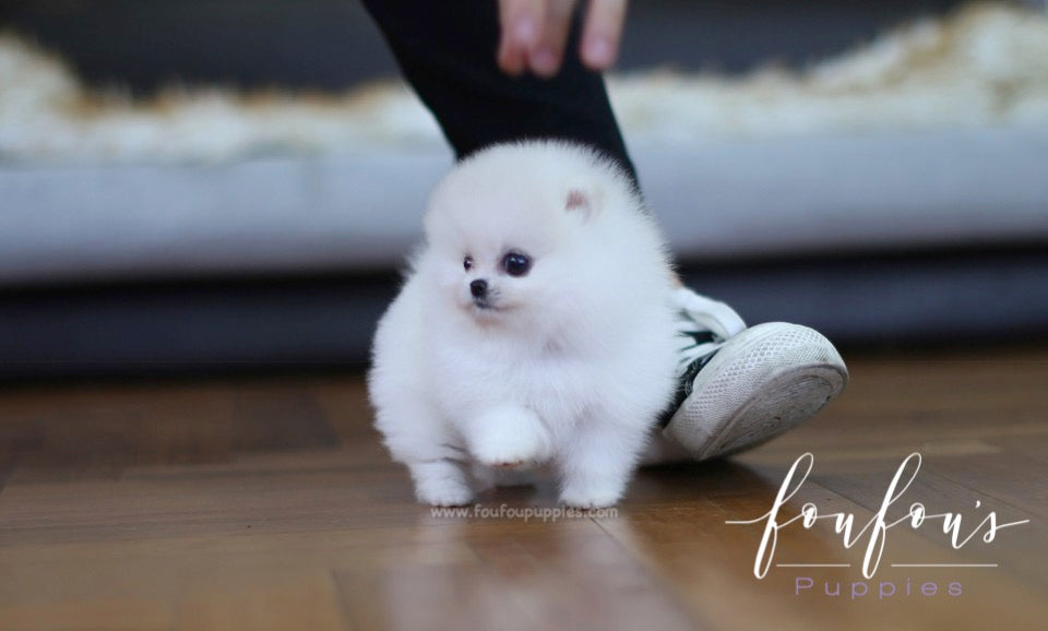 Cotton - Pomeranian F.