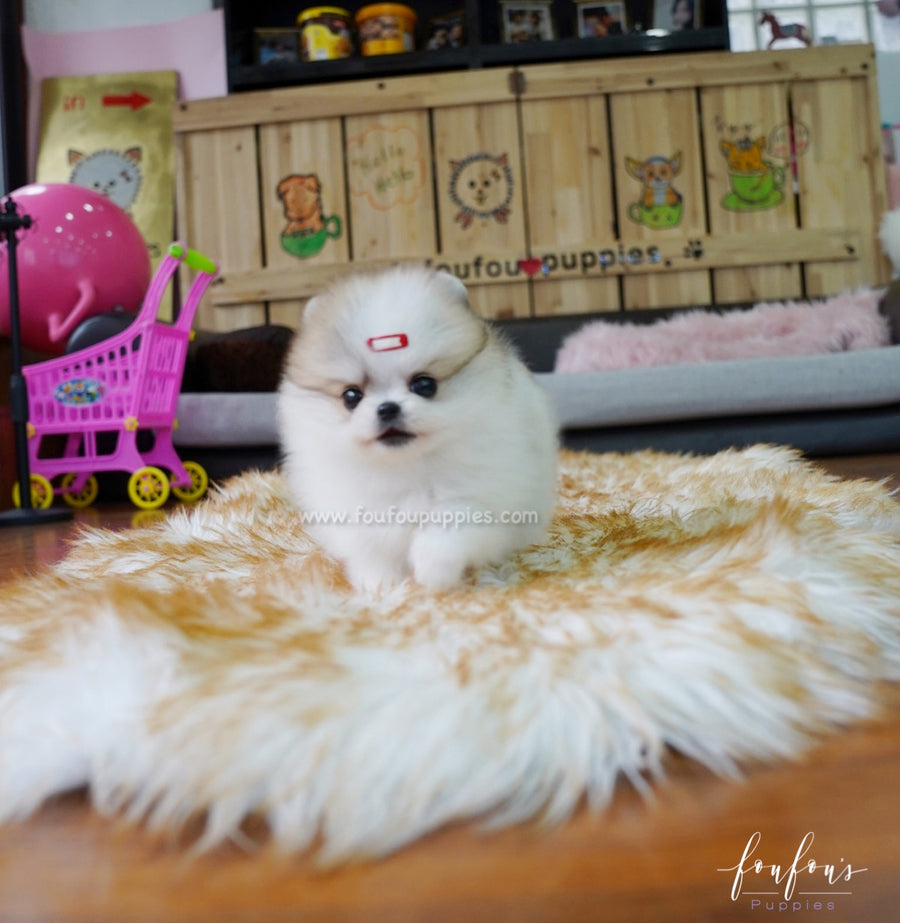 Dolce - Pomeranian F.