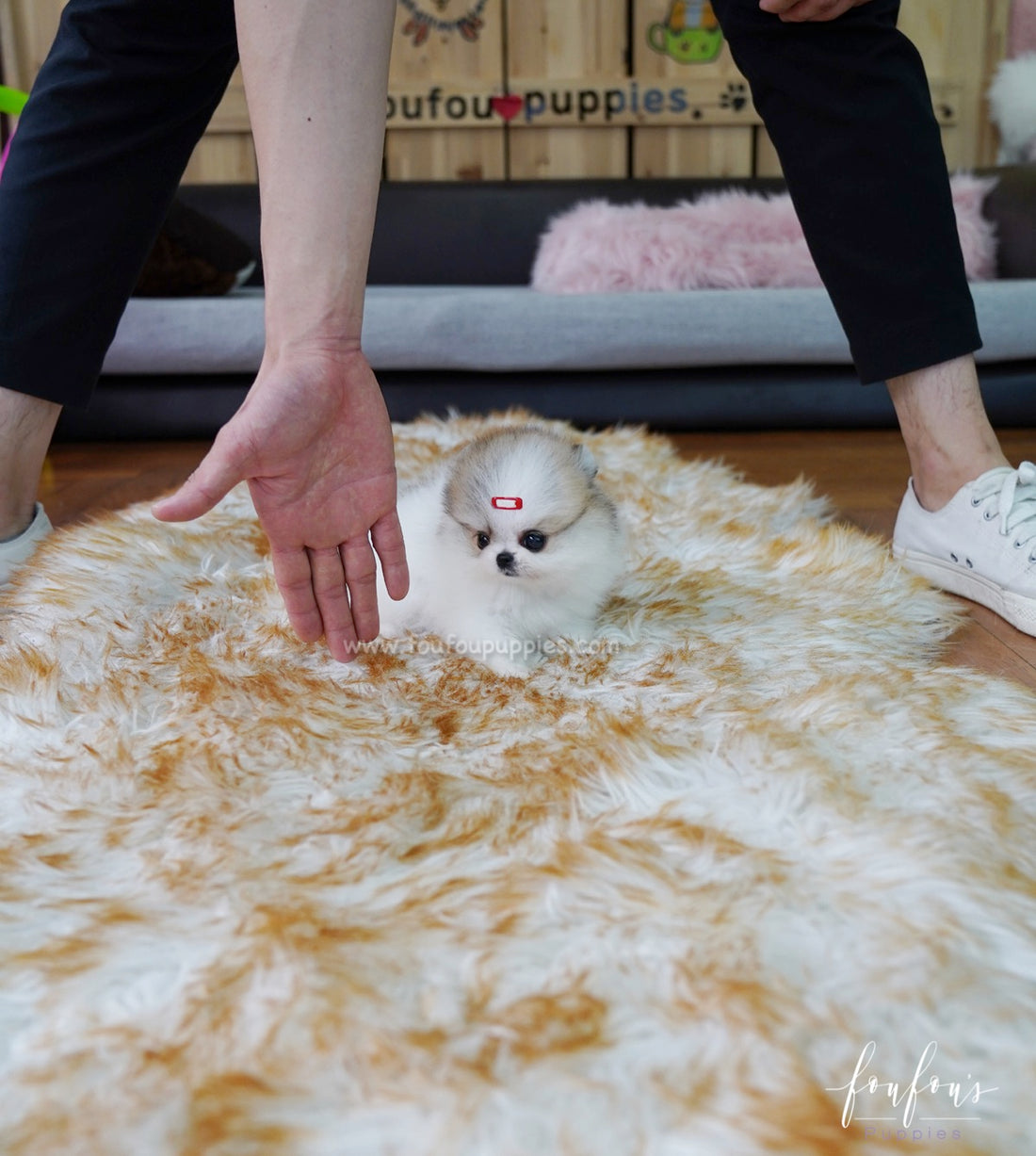 Dolce - Pomeranian F.