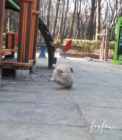 Hermes - Pomeranian M.