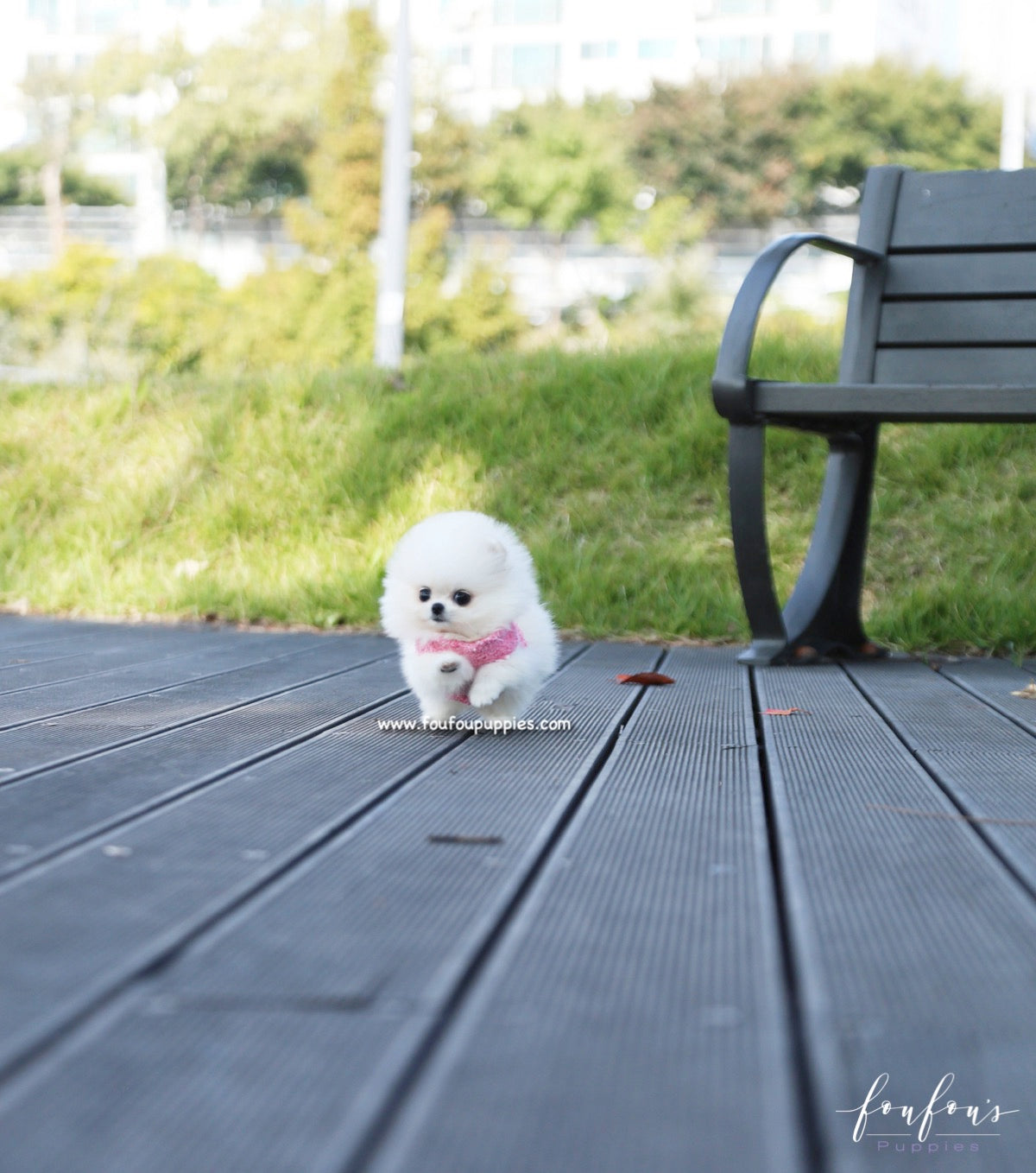 Aspen - Pomeranian F.