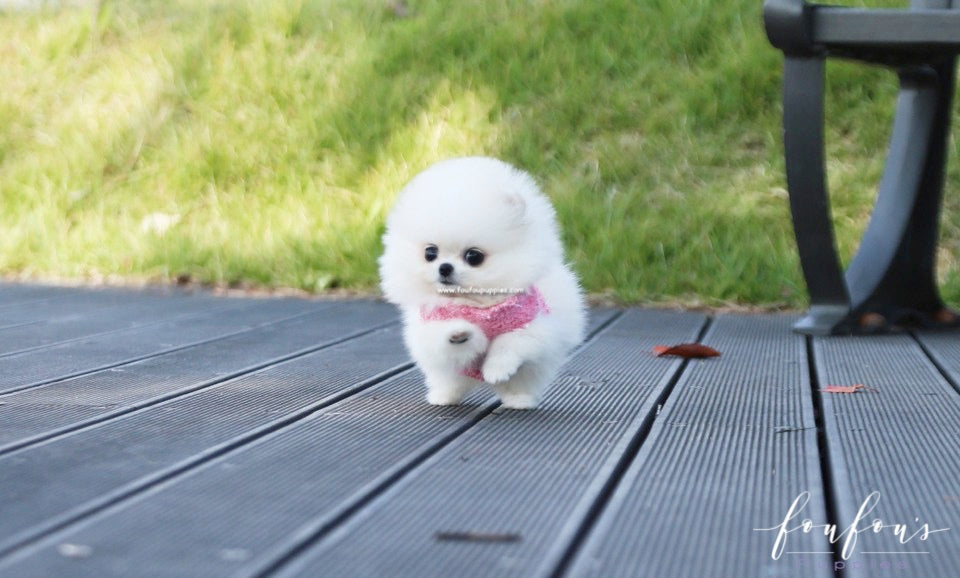 Aspen - Pomeranian F.