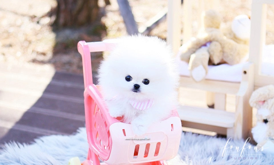 Tiffany - Pomeranian F.