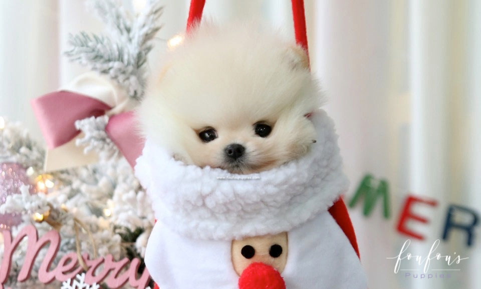 Comet - Pomeranian M.