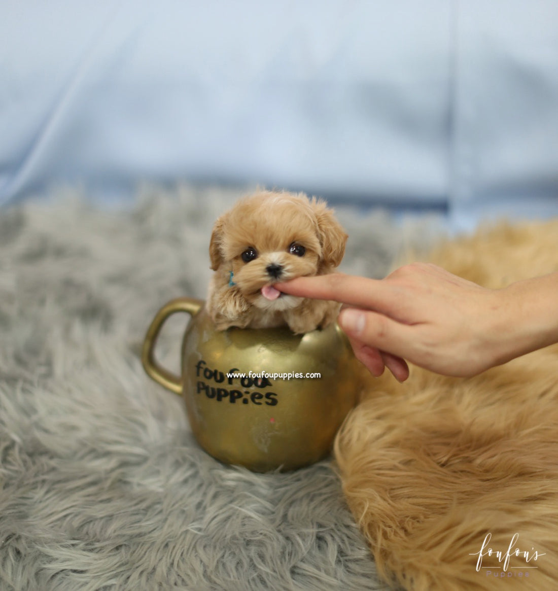 BoBo - Maltipoo M.