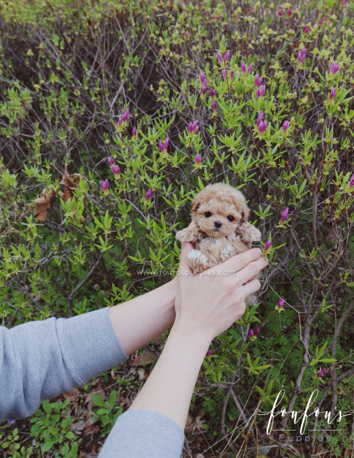 Nugget - Poodle M.