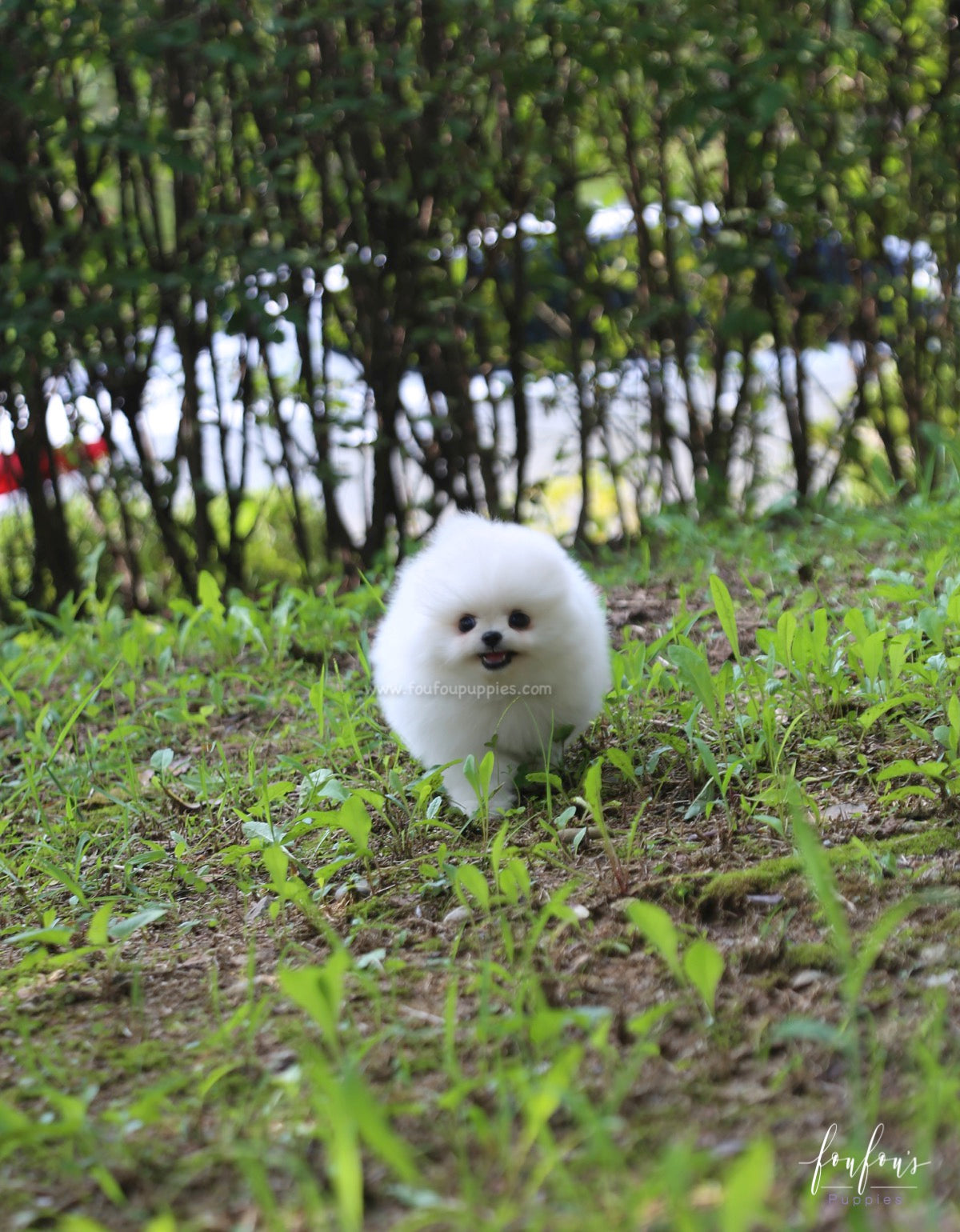 Blake - Pomeranian M.