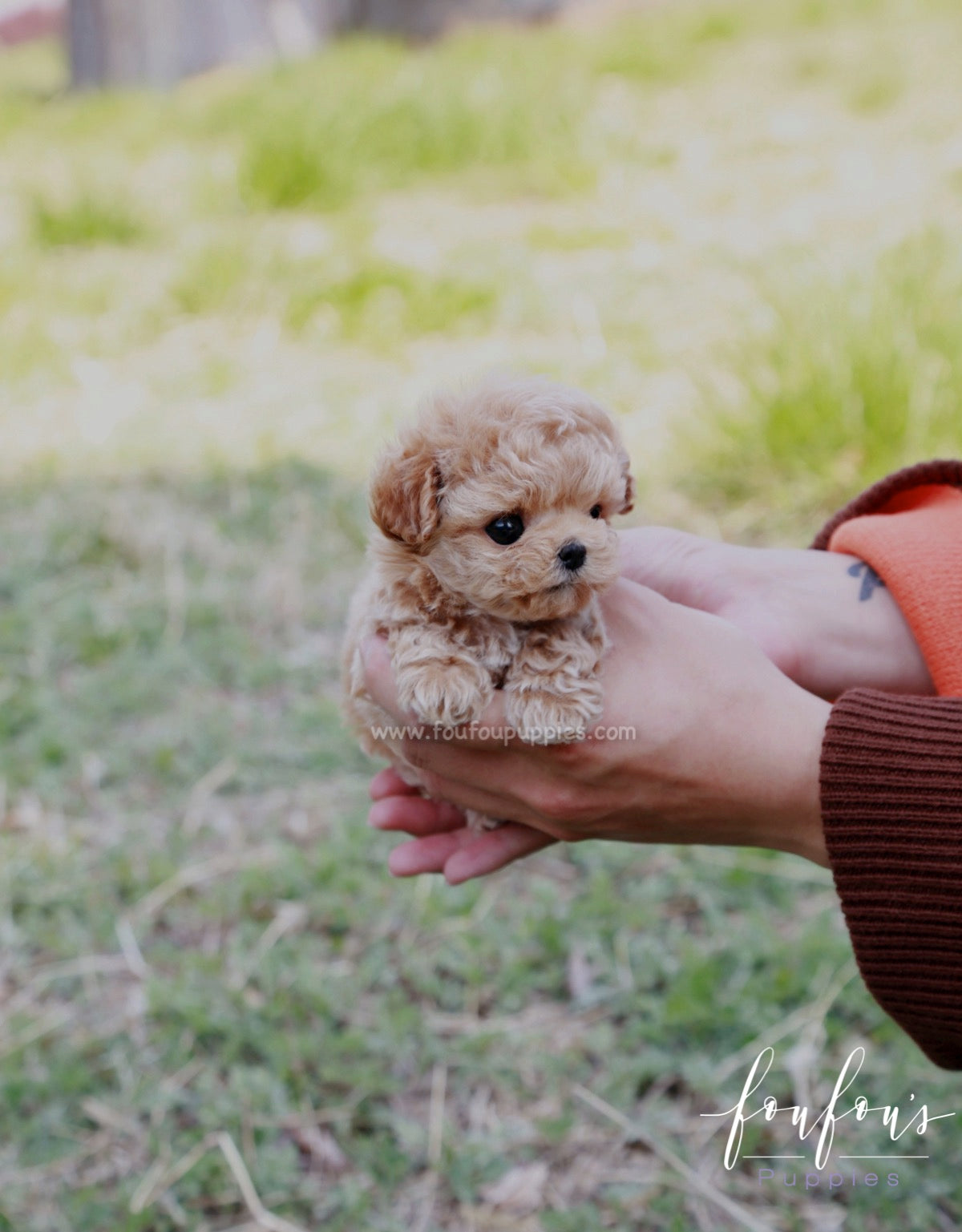 Nugget - Poodle M.