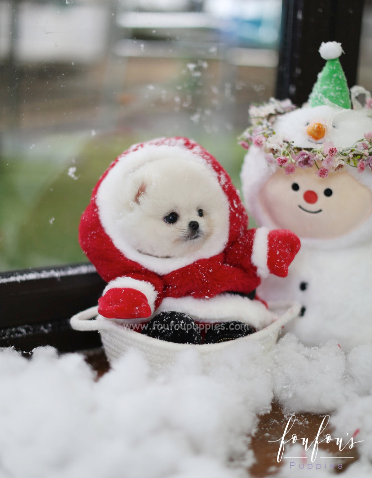 Snow - Pomeranian M.