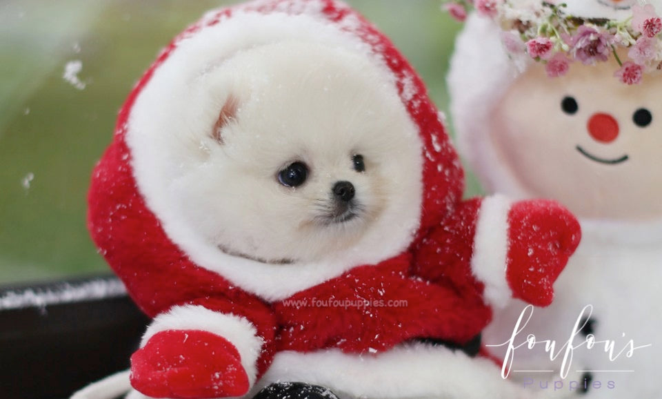 Snow - Pomeranian M.