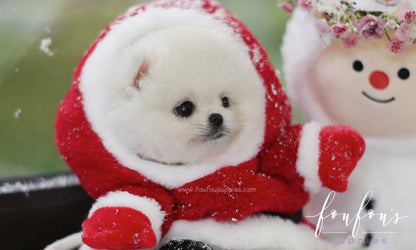 Snow - Pomeranian M.