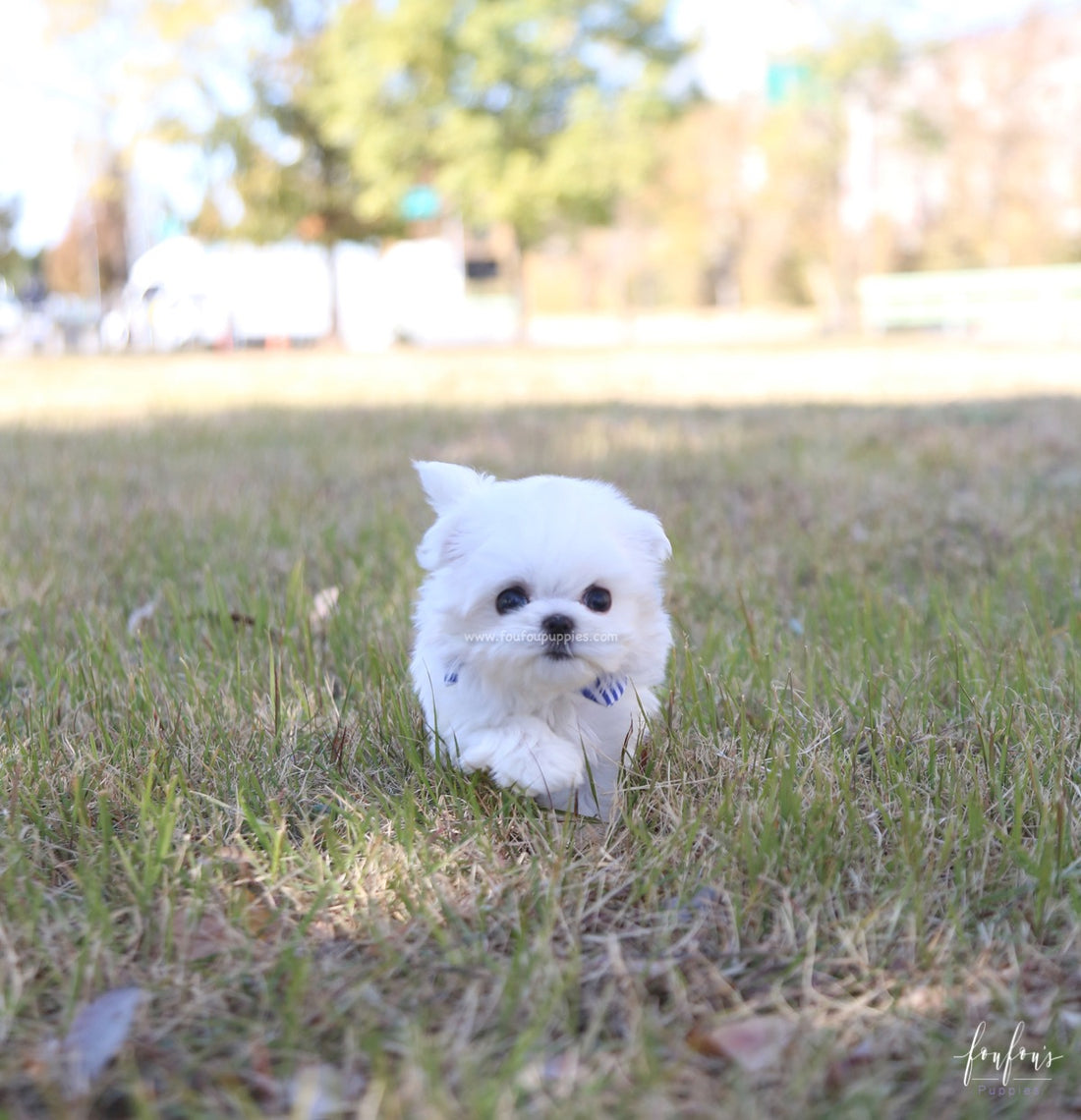 Beau - Maltese M.