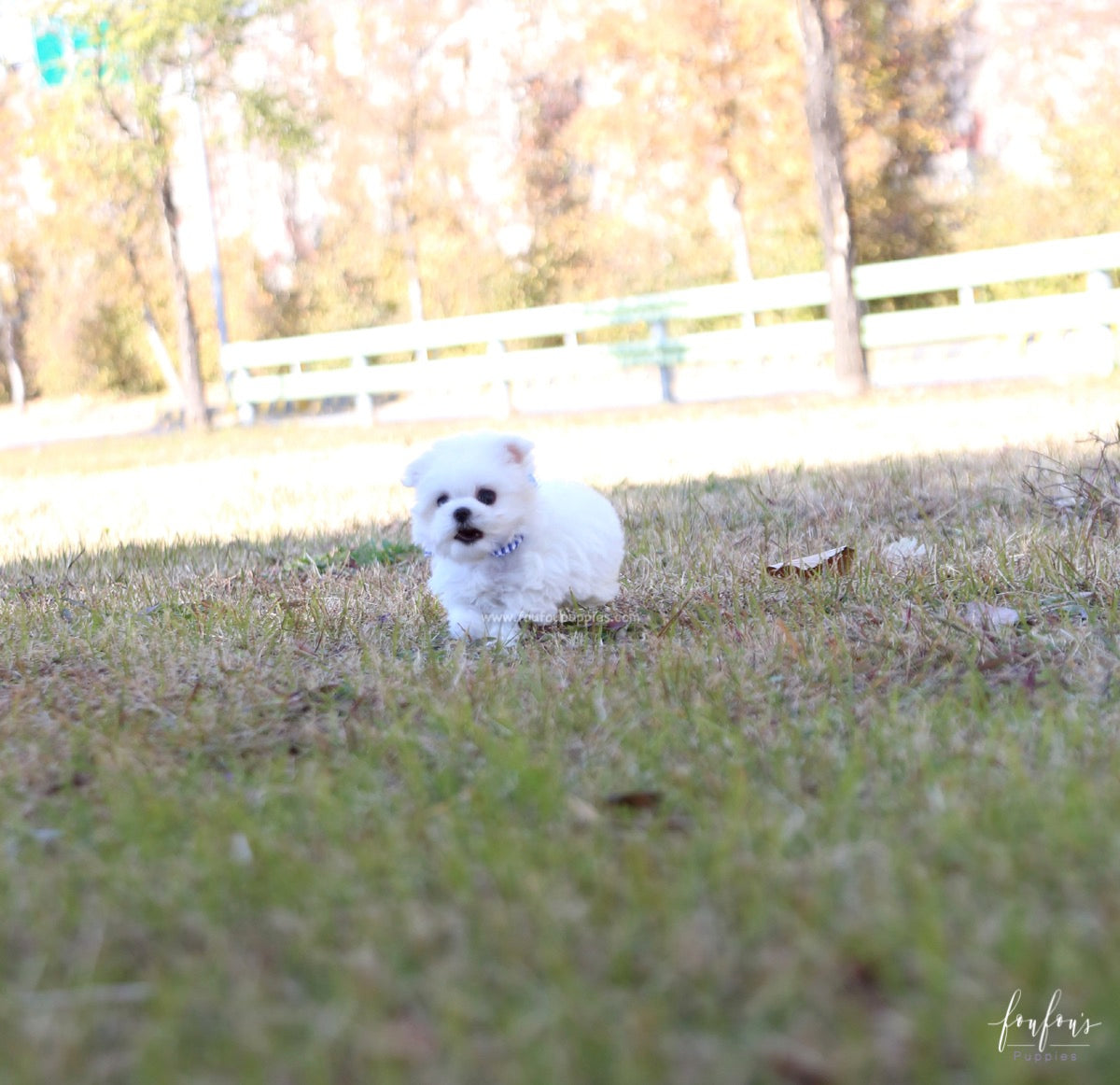 Beau - Maltese M.