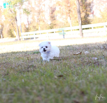 Beau - Maltese M.