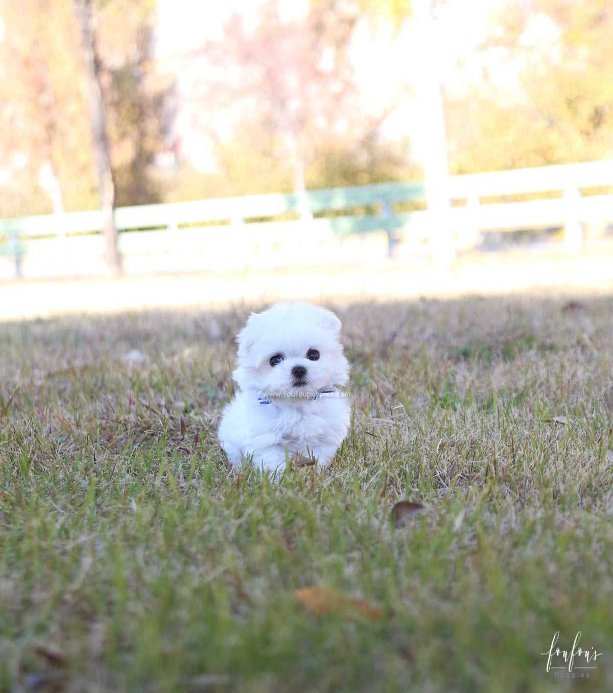 Beau - Maltese M.