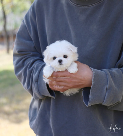 Beau - Maltese M.