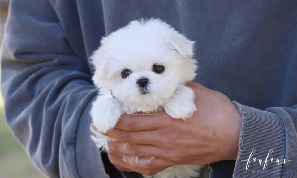 Beau - Maltese M.