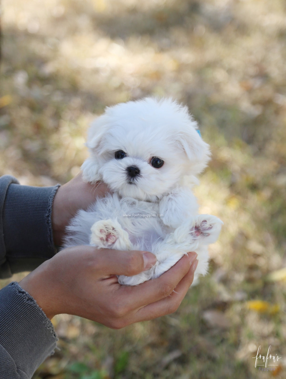 Beau - Maltese M.