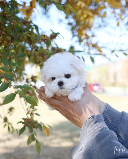 Beau - Maltese M.