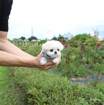 Oscar - Maltese M.