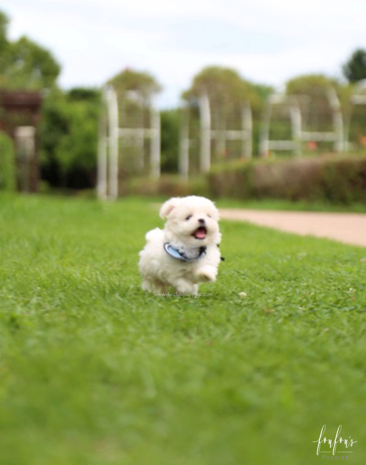 Oscar - Maltese M.