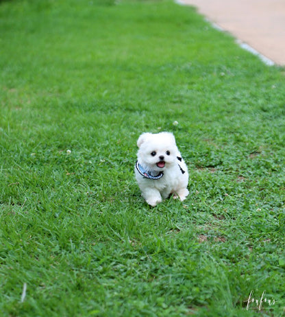 Oscar - Maltese M.