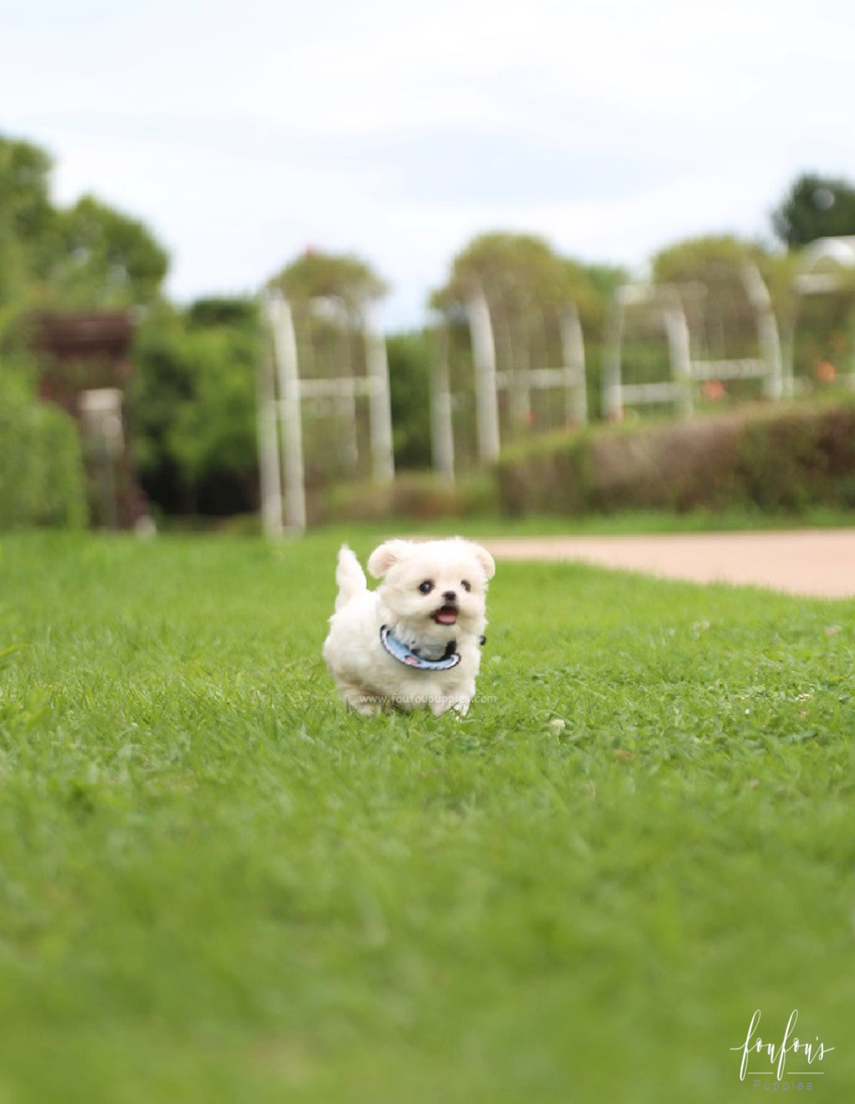 Oscar - Maltese M.