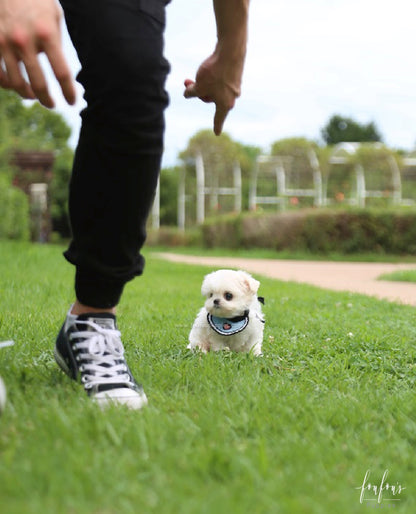 Oscar - Maltese M.