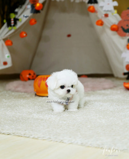 Marvin - Maltese M.