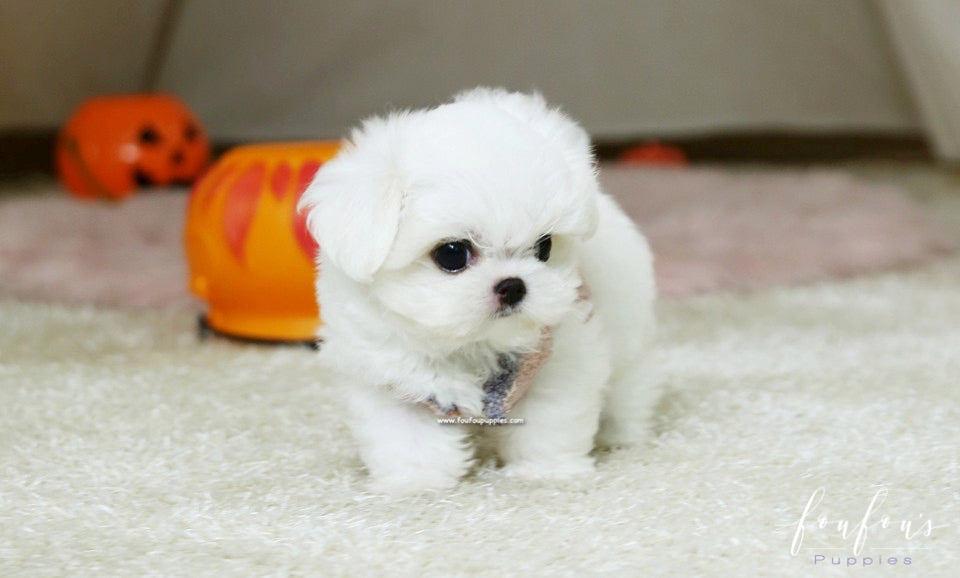 Marvin - Maltese M.