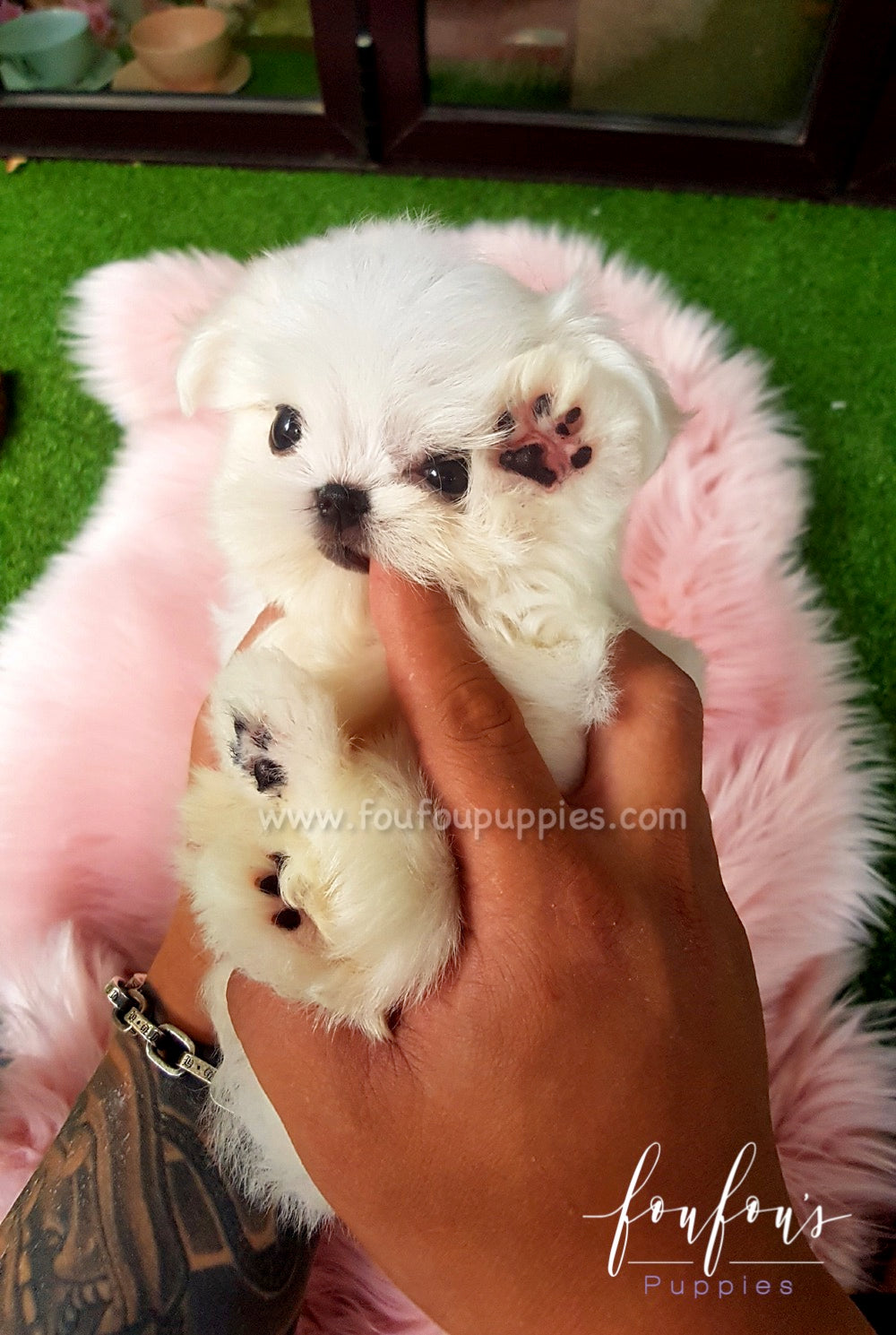 Toy maltese for sale best sale near me