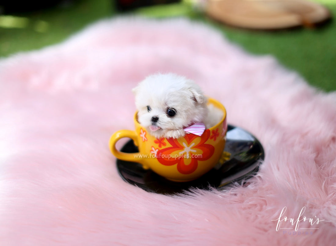 Mia - Maltese F.