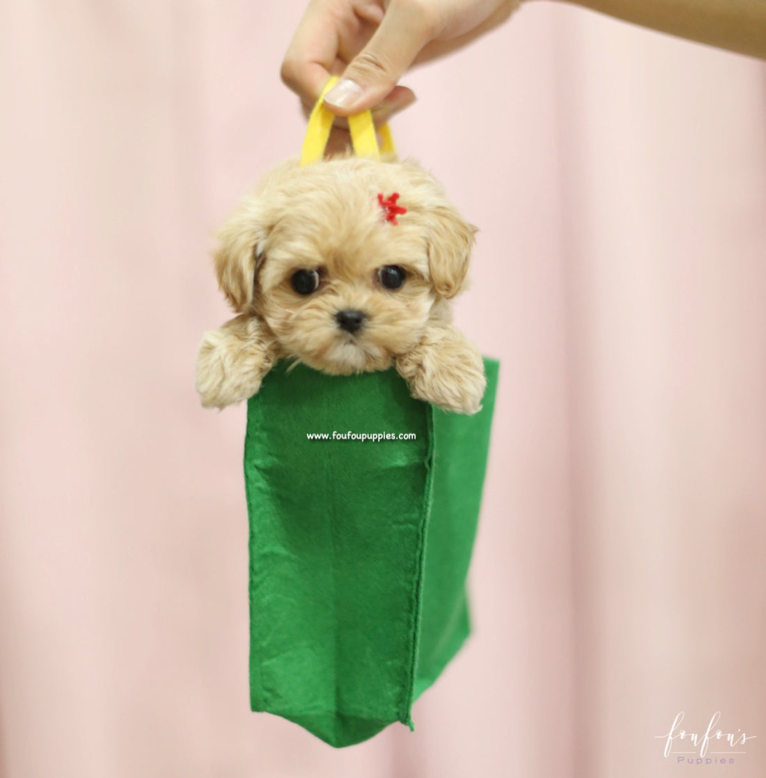 Flora - Maltipoo F.