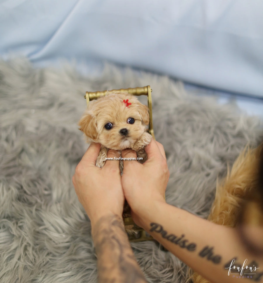 Flora - Maltipoo F.