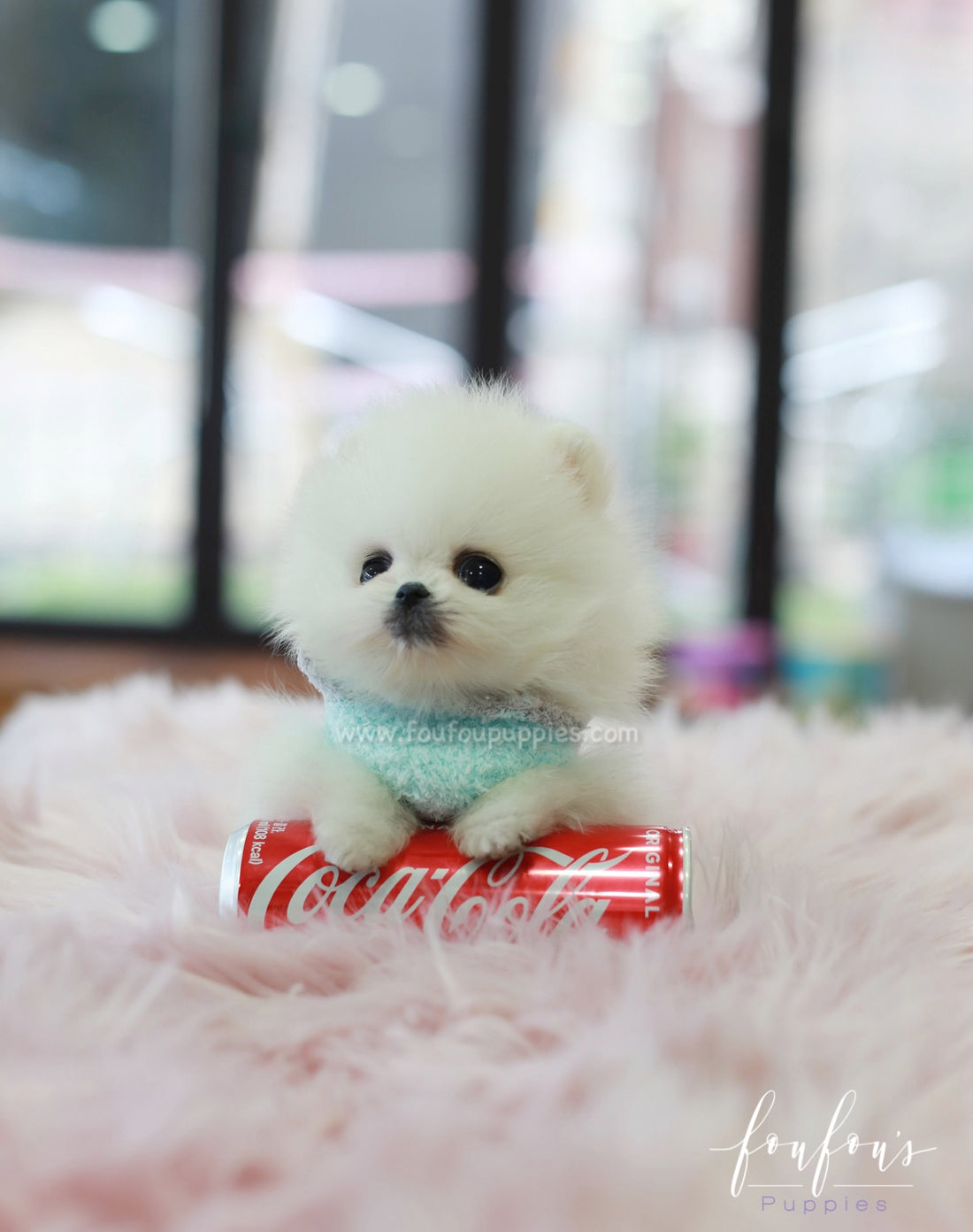 Zazu - Pomeranian M.