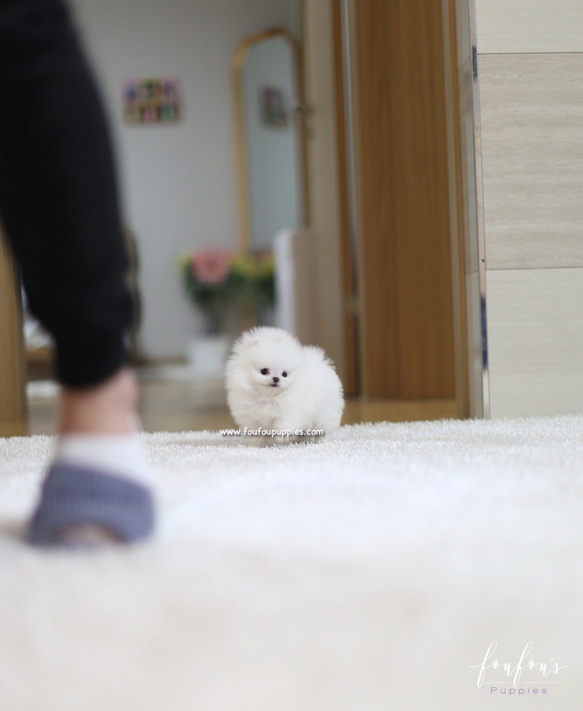 Nova - Pomeranian M.