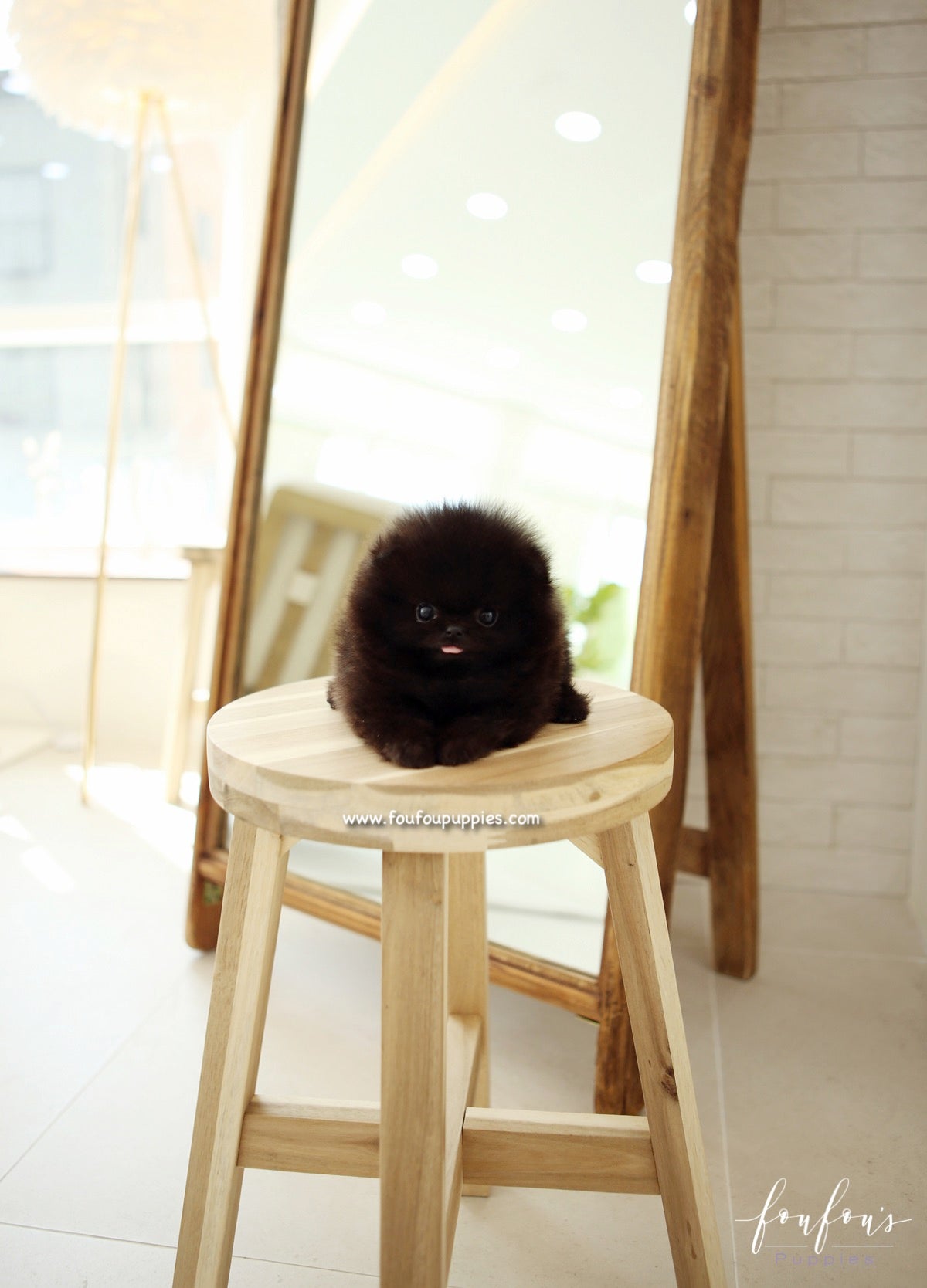 Onyx - Pomeranian M.