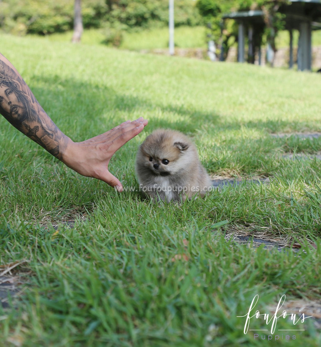 Pooh - Pomeranian M.