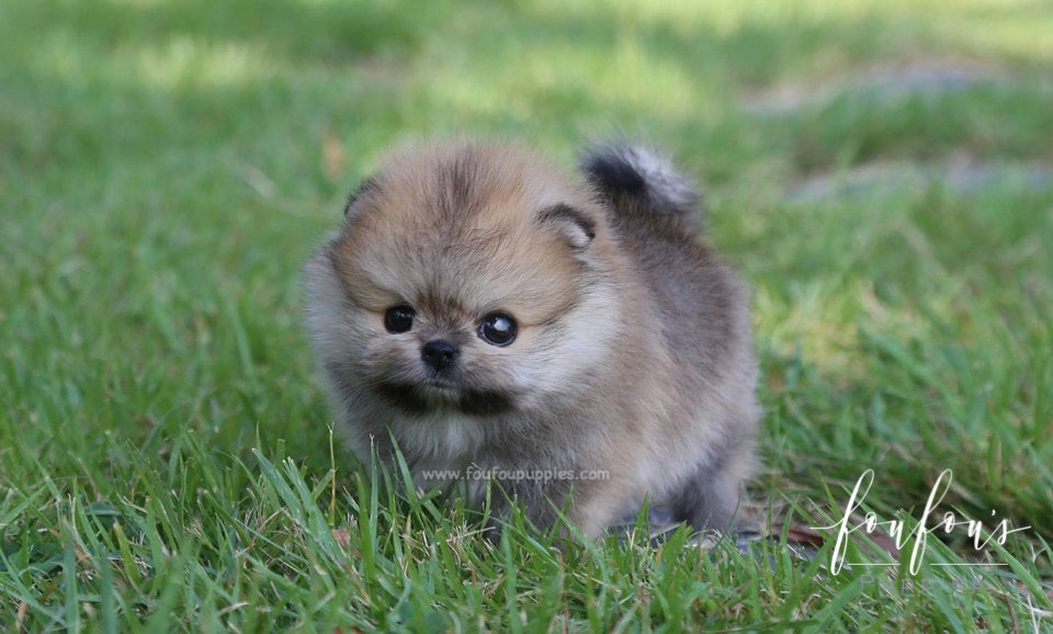 Pooh - Pomeranian M.