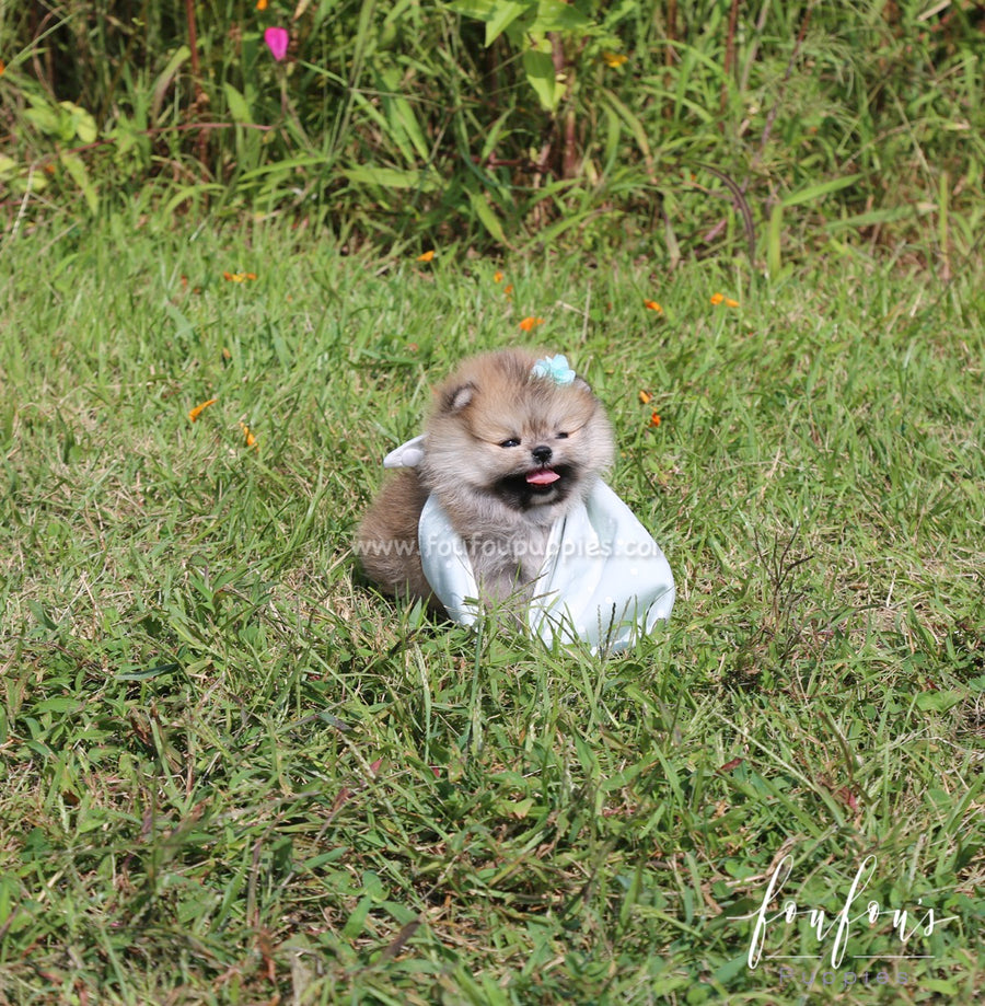 Pooh - Pomeranian M.