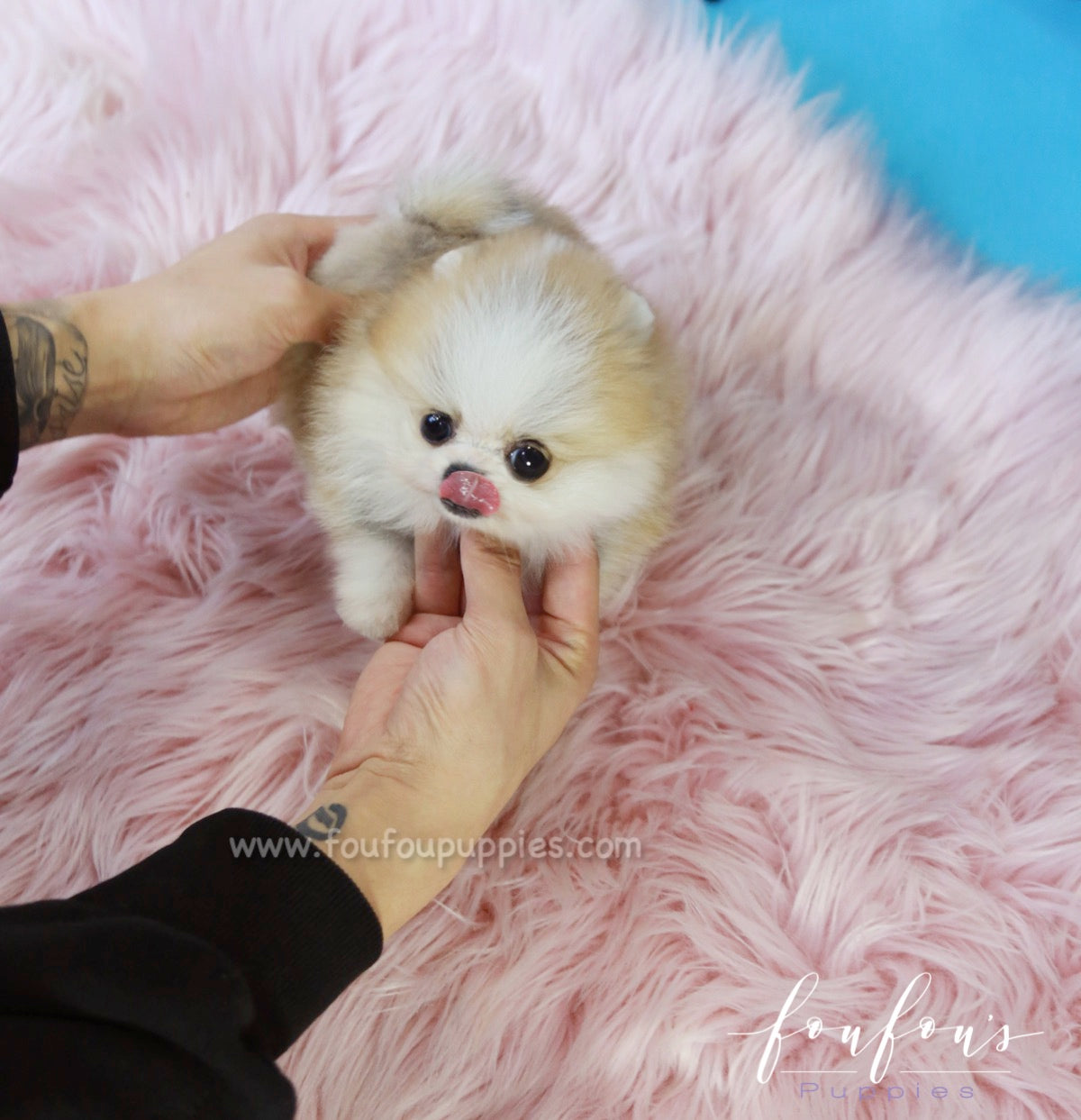 Beverly - Pomeranian M.